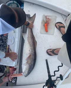 Redfish caught while fishing in North Carolina