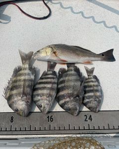 Five sheepshead, redfish, and sheepshead fish caught in NC