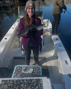 Spotted weakfish caught fishing in North Carolina