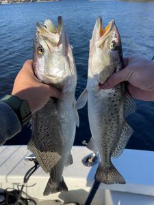 Two spotted weakfish caught while fishing in North Carolina