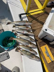 4 spotted weakfish caught in Greenville