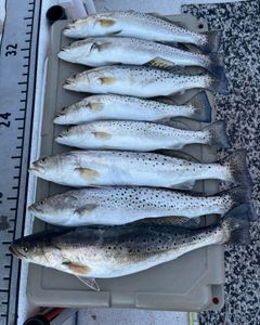 Spotted Weakfish caught in Greenville