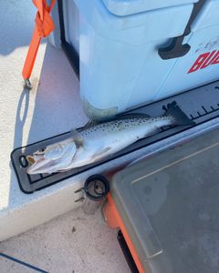 Spotted Weakfish caught while fishing in Greenville