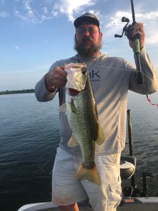Largemouth Bass caught in Alba during fishing