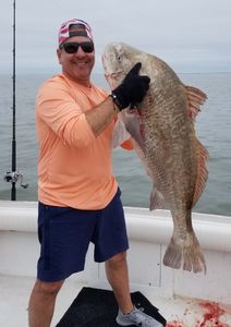 Black Drum fish caught while fishing in NJ