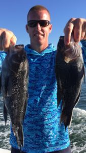 two sea bass caught while fishing in cape may