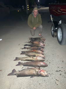 3 Hardhead Sea Catfish and Koi Carp, fishing in CA
