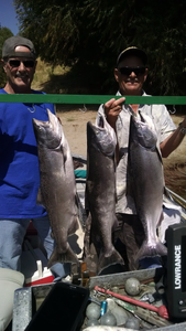 Two Chinook Salmon caught fishing in Olivehurst