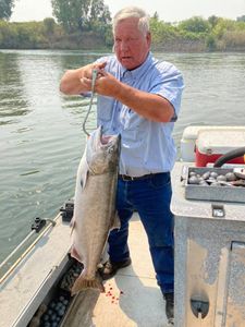 Chinook Salmon caught while fishing in Olivehurst