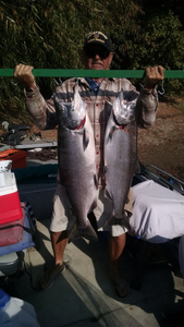 Two big Coho Salmon caught while fishing in CA