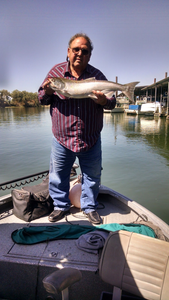 Photograph of a single pink salmon, caught in Olivehurst