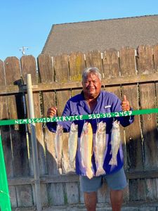 5 rainbow trout caught while fishing in Olivehurst