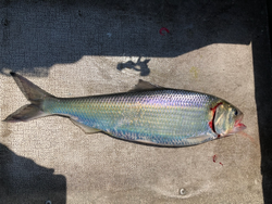 Shad fish caught in CA