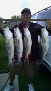 4 striped bass caught in California
