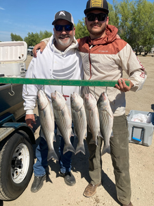 4 striped bass fish caught in CA