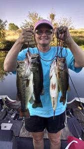 Three largemouth bass caught in Olivehurst