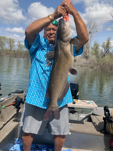 A single white catfish, 32 inches long, caught in Olivehurst