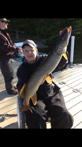 Huge Northern Pike caught in Duluth