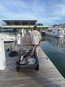Fresh swordfish catch being transported on dock cart at Key West FL marina