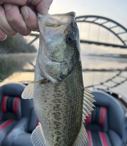 Best Fishing Central Texas Largemouth Bass Catch 