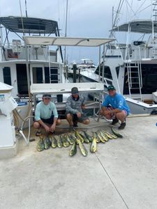Florida's abundant fishing charters, Mahi Mahi