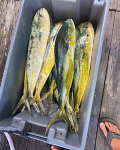 Mahi Mahi Blast In Key West FL 