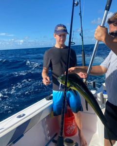 Unraveling Florida's fish treasures, Mahi Mahi