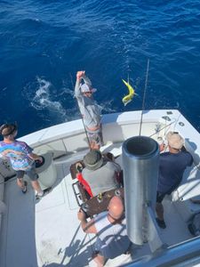 Best fishing in Florida's waters, Mahi Mahi Fish