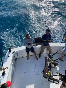 Explore fishing adventures Key West, Sailfish