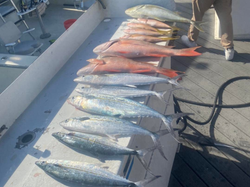 5 fish caught while fishing in Key West