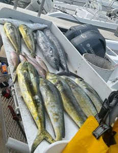 Five fish caught in Key West