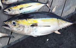 Dogtooth tuna and Blackfin Tuna caught during fishing in FL