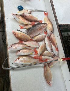 Eleven Mutton Snapper fish caught while fishing in Key West