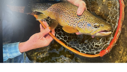Brown trout caught in fishing net in Florida City FL waters