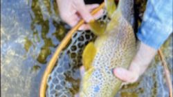 Brown trout being held during fishing trip in Florida City FL
