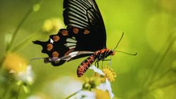 Black butterfly with orange spots feeding on white flower in Florida City FL