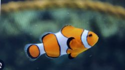 Clownfish swimming in coral reef aquarium display in Florida City FL