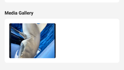 Dolphin swimming underwater in blue ocean water in Florida City FL