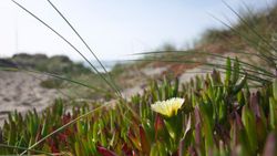 Yellow coastal flower blooming among colorful succulent plants with tall grass in Florida City FL natural landscape