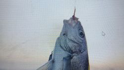 Large fish caught on fishing hook in Florida City FL waters