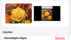 Colorful flower arrangement with yellow roses and mixed blooms in Florida City FL