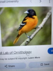 Orange and black bird perched on branch in Florida City FL