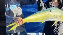 Fresh caught Mahi Mahi fish being displayed on fishing boat in Florida City FL