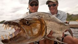 Large predatory fish with sharp teeth caught during fishing charter in Florida City FL
