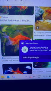 Florida goldfish swimming in colorful aquarium displays.