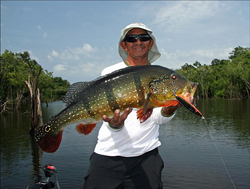 Beautiful Florida peacock bass with lure still attached!