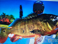 Beautiful Florida peacock bass caught on a perfect day!