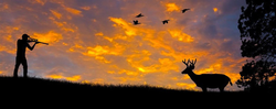 Perfect shot opportunity on Florida white-tailed deer at sunset.