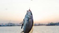 Freshwater drum fish caught on fishing hook in Florida City FL waters at sunset