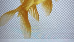 Golden fish tail fins underwater in Florida City FL